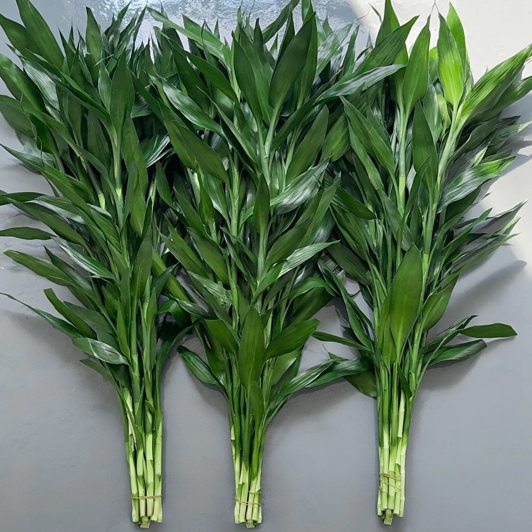 富贵竹粗竹观音竹竹节节精品办公桌水养大宽叶富贵竹绿植室内客厅