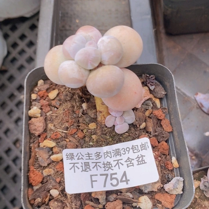 橙奶754多肉植物