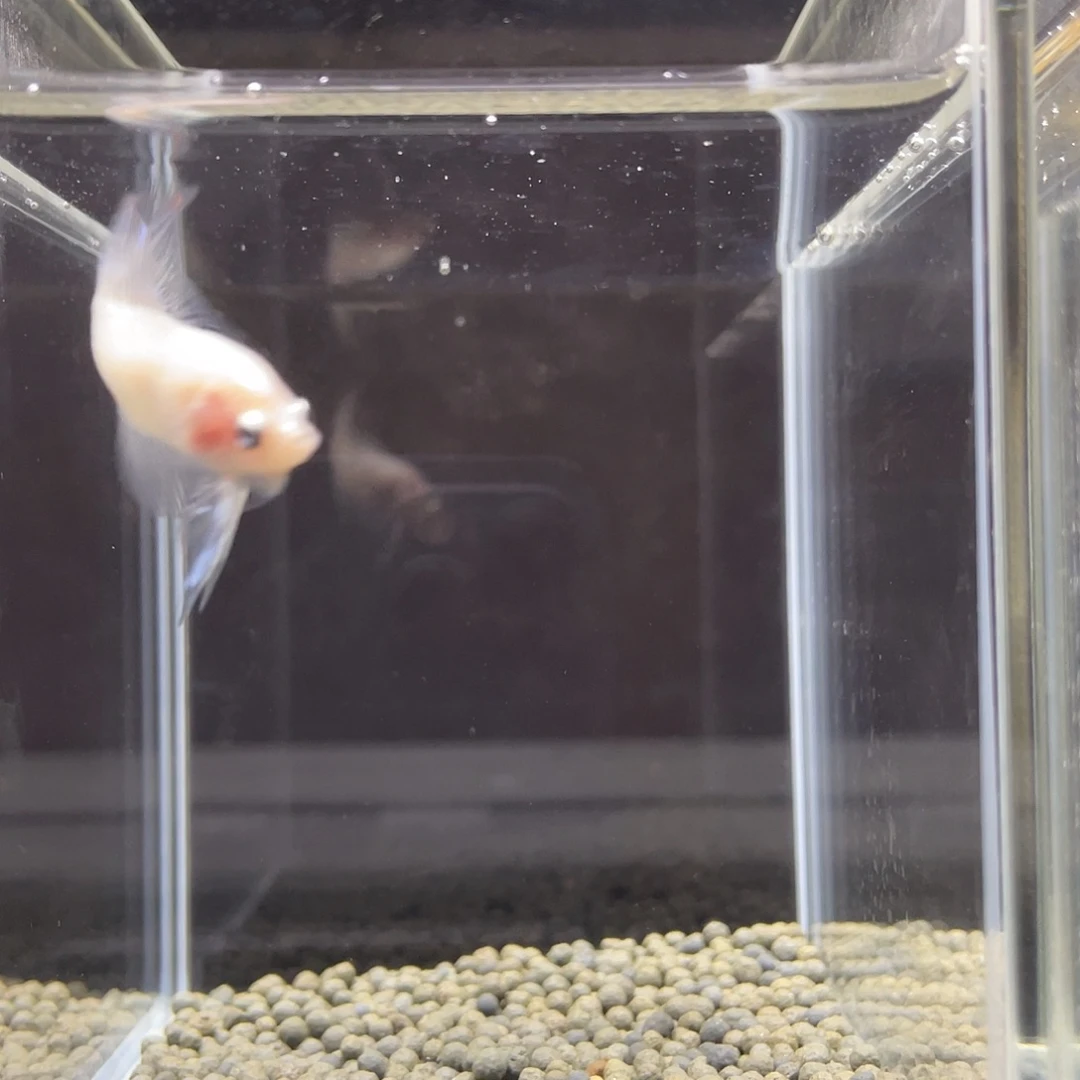 斗鱼38号冰川白玉兰双尾