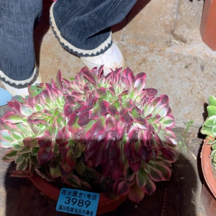 女郎缀3989多肉植物