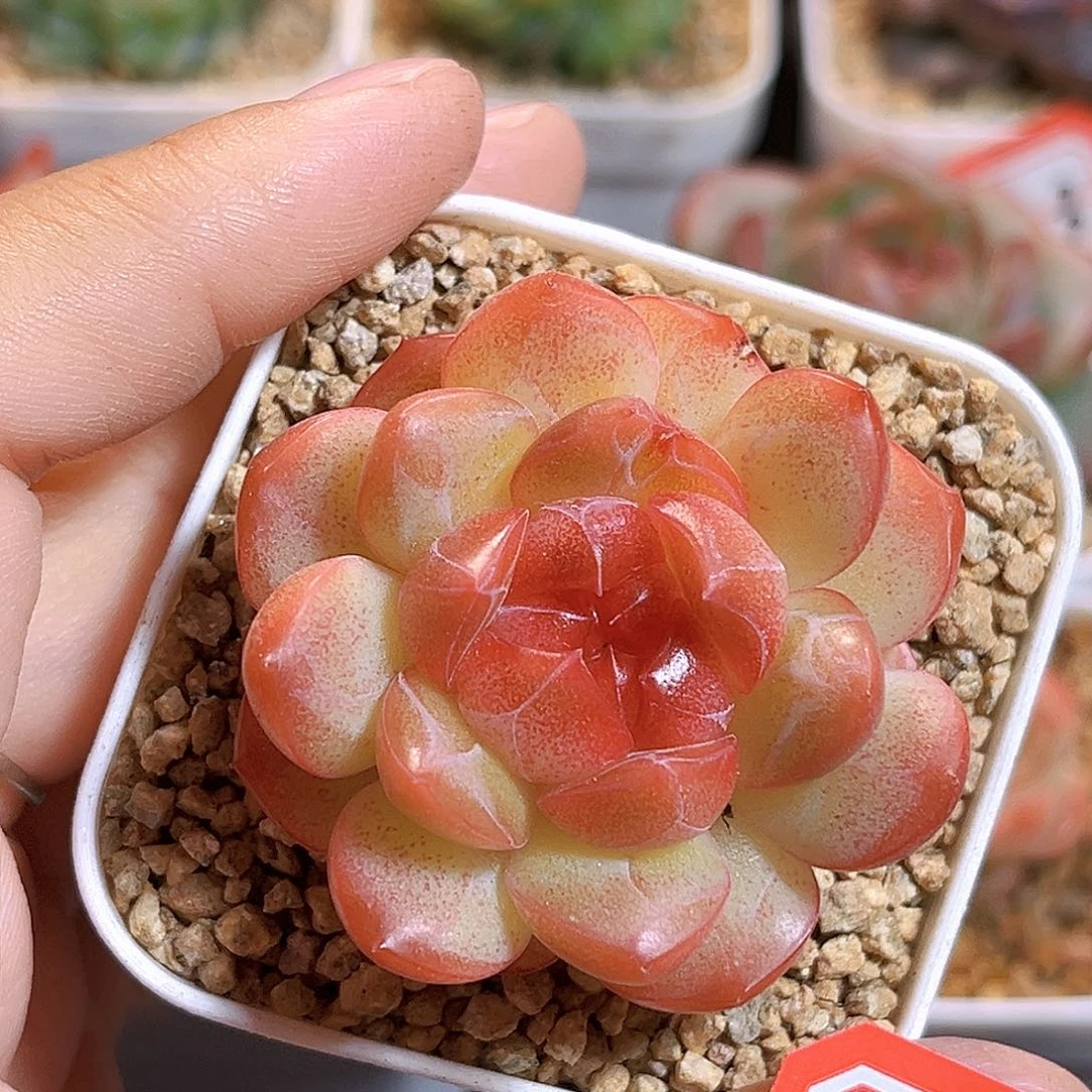 E529一物一拍 琴心