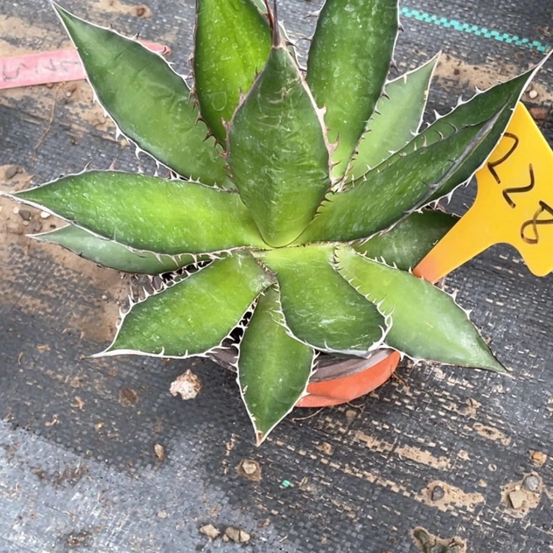 无花朵龙舌兰绿色植物