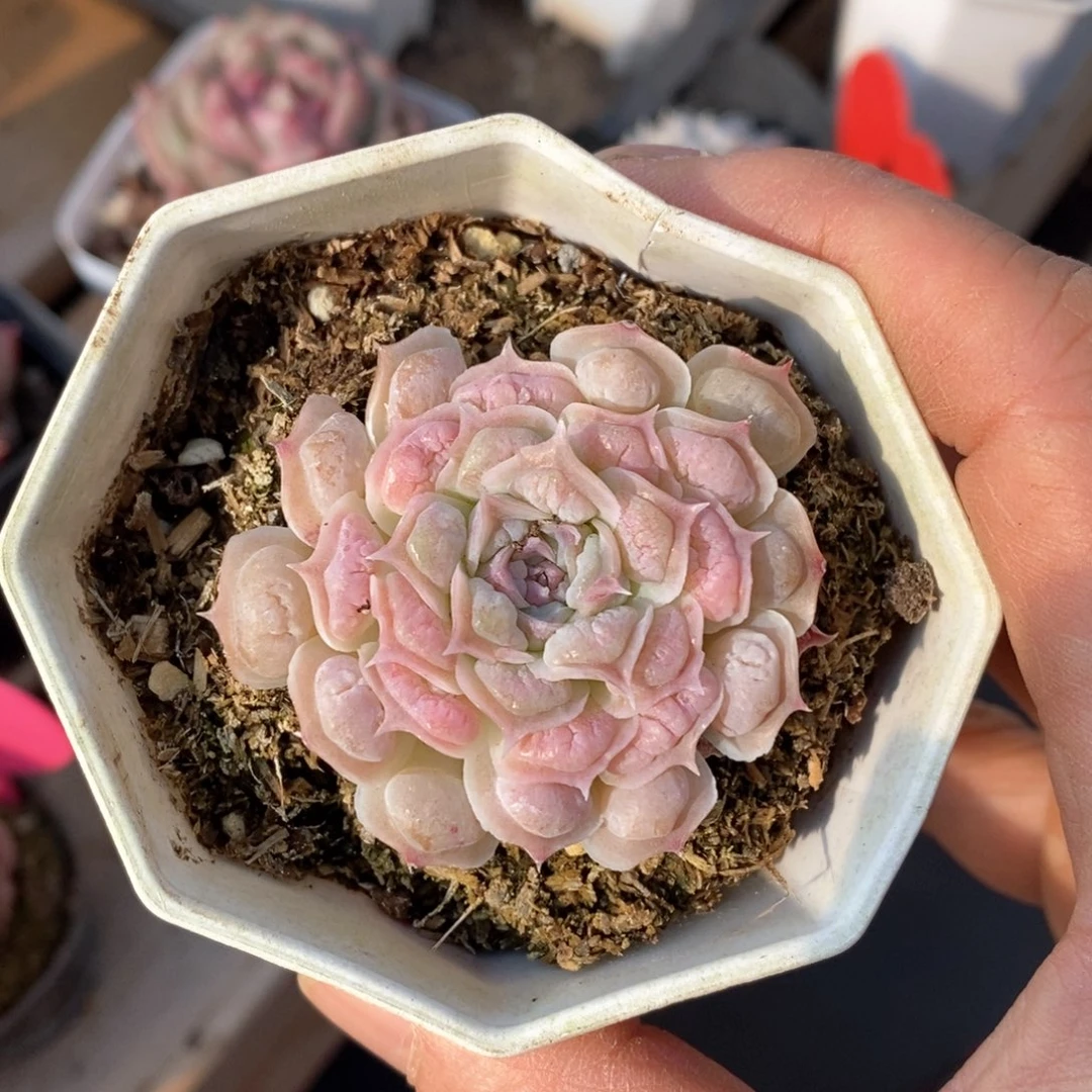 精品多肉一物一拍不包整71