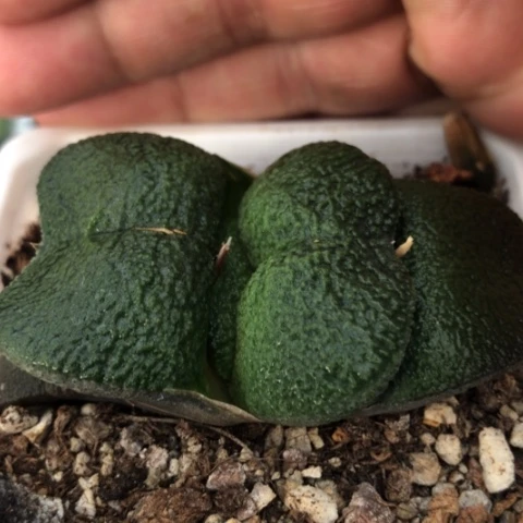 军配蜗牛短宽叶蜗牛