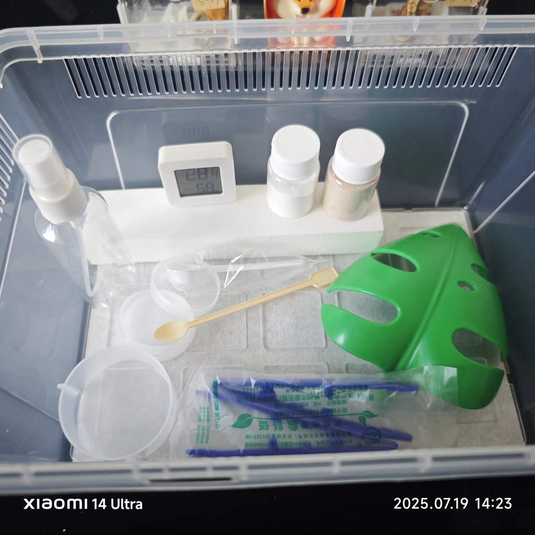 睫角守宫 饲养套组，超实用选择  不含活体
