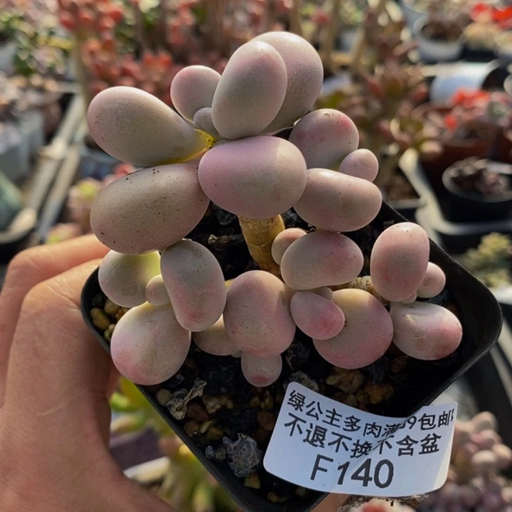 腰子桃蛋5cm140多肉植物