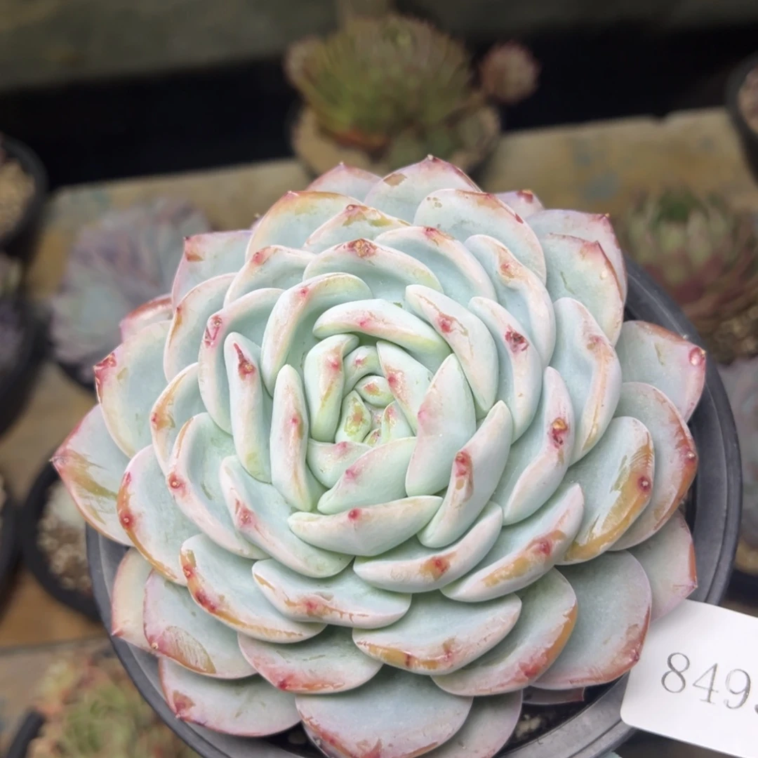 辣***情8493set莫哦多哦哟多校长