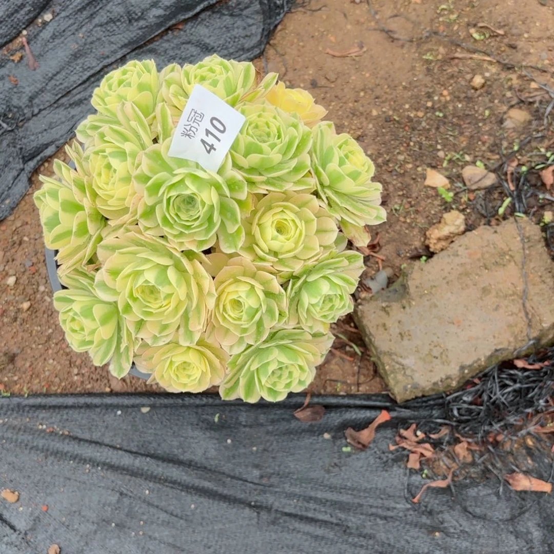 ꧁****꧂410多肉植物法师锦