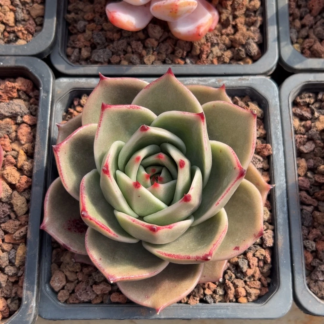 多肉单头猩猩【非偏远满18包邮】