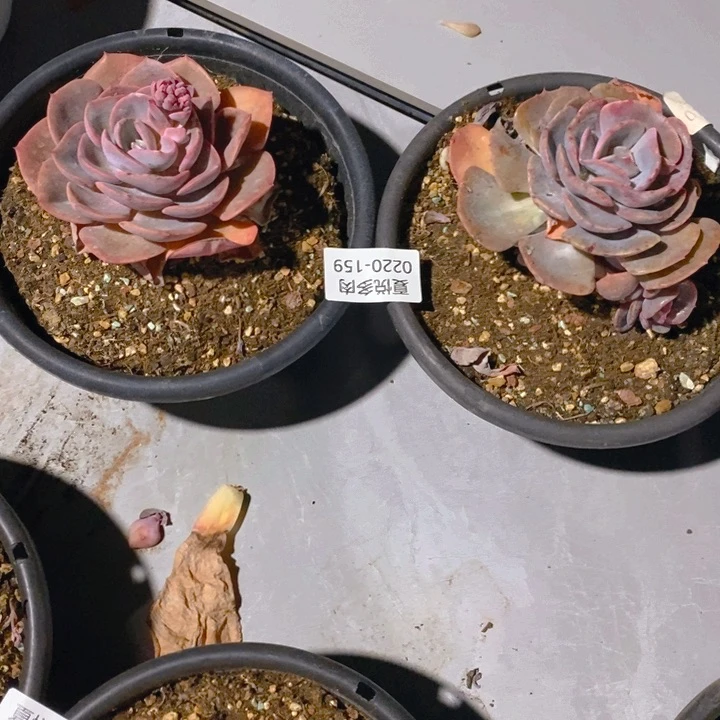 夏悦多肉 0220-159尘埃玫瑰