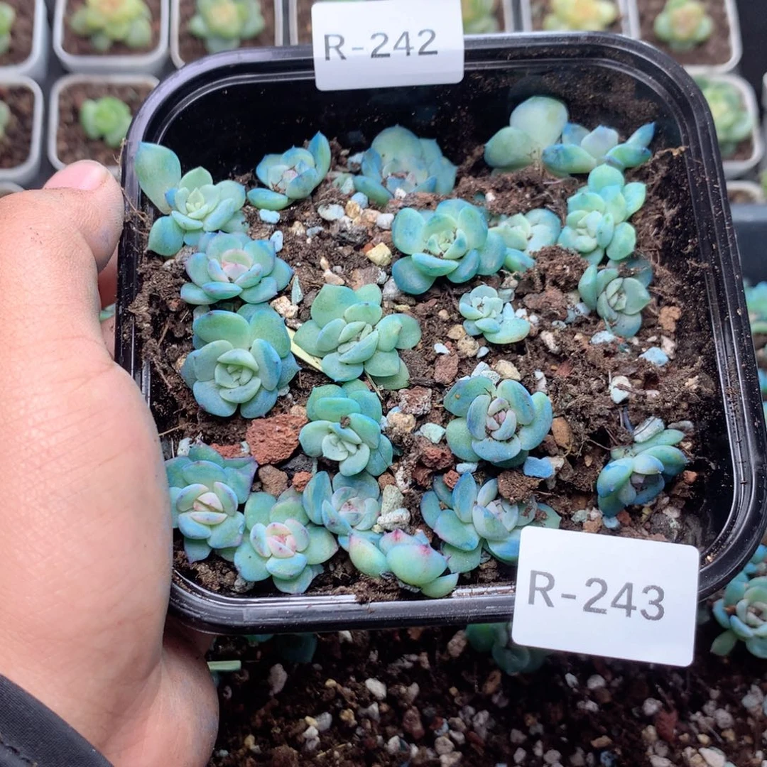 无花朵R243英语英语