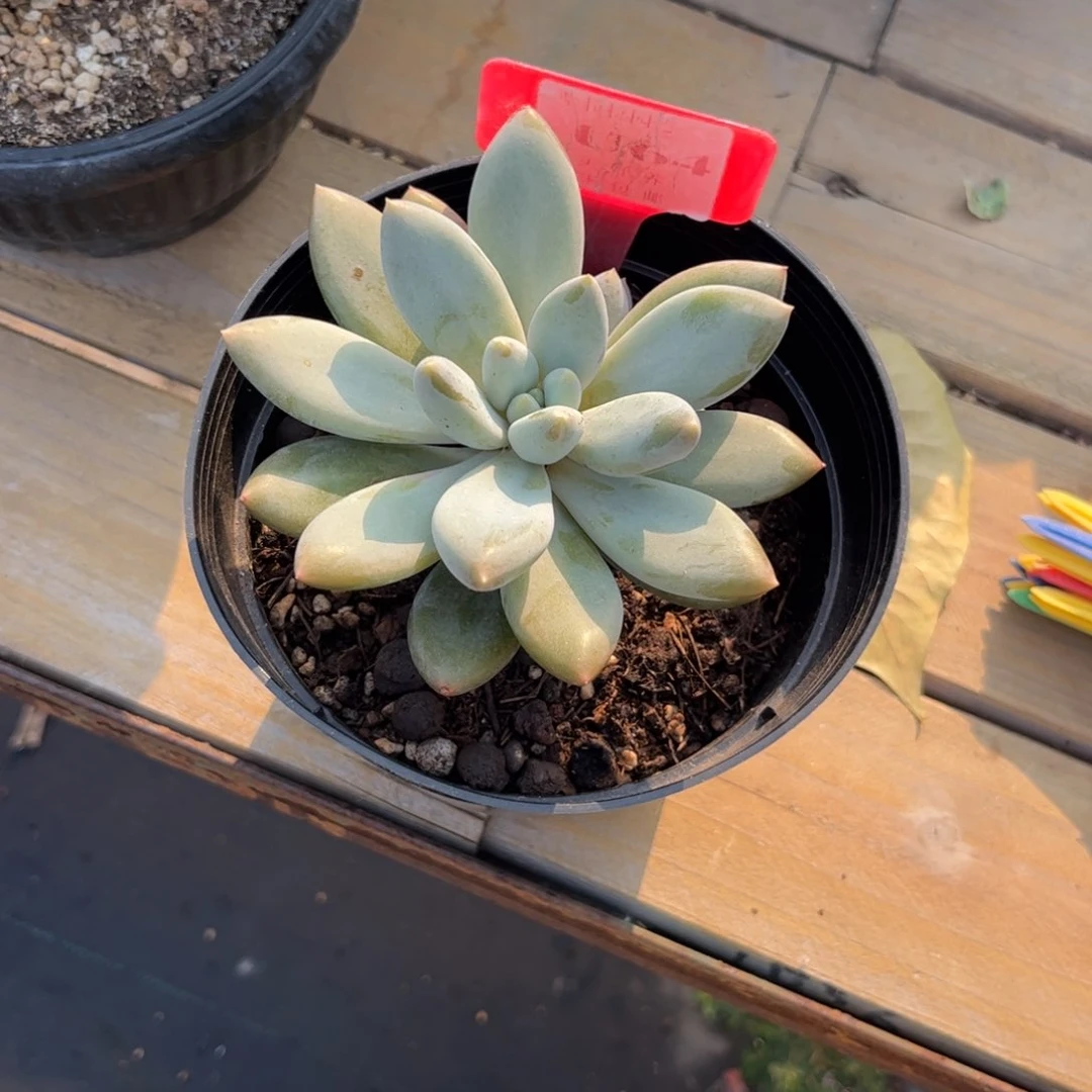 L多肉植物天1111111