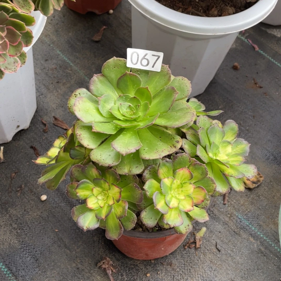 海王七彩多肉植物老桩