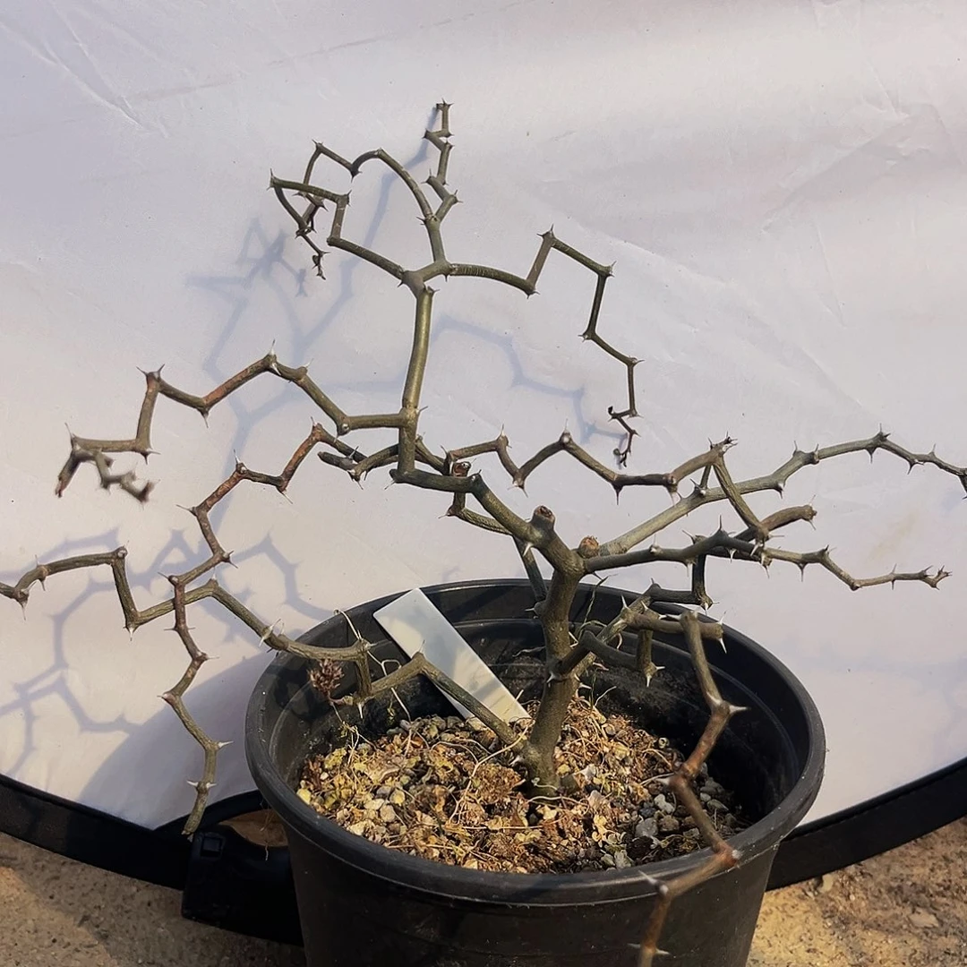 雨**后潮流植物弯曲龙加保温箱