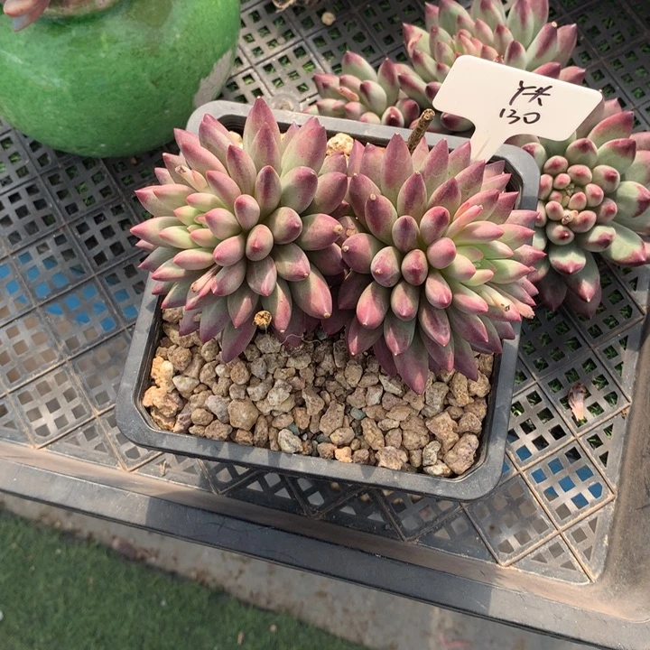 车厘子双头多肉发货