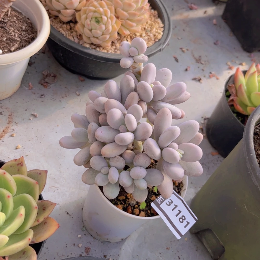 奶多肉植物哦31181