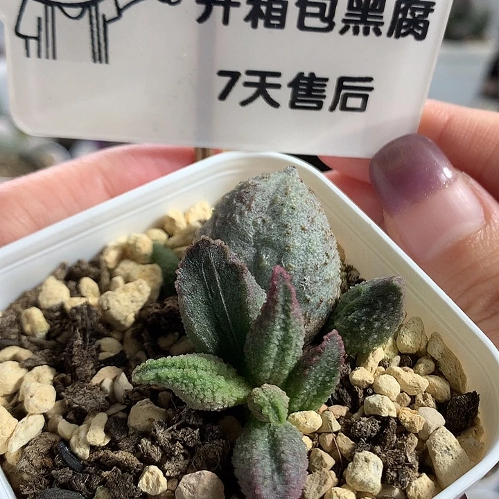 绿冰晶翡翠—专拍