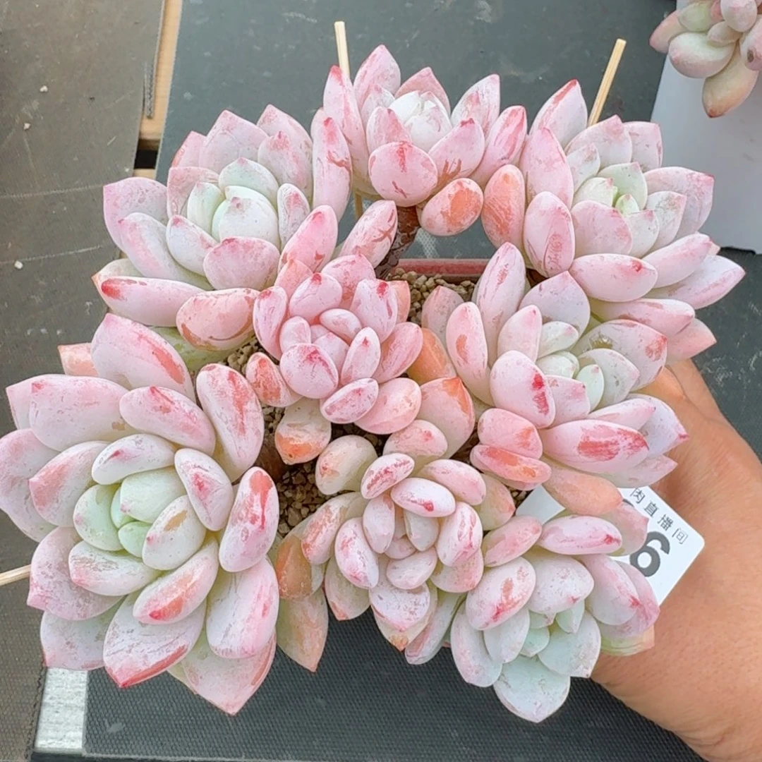 冷香老桩      愿你一路坦途，乘风破浪展宏图