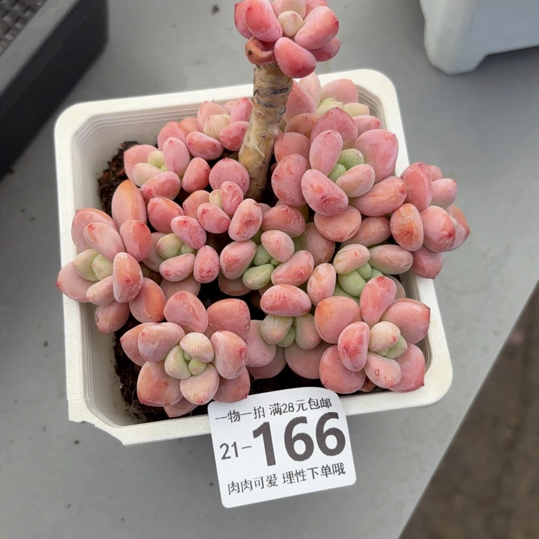 樱花洛神无盆土发货无