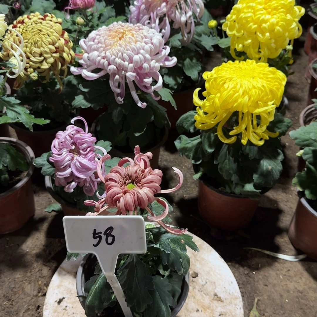 妙***店大部分花苞少量开放58