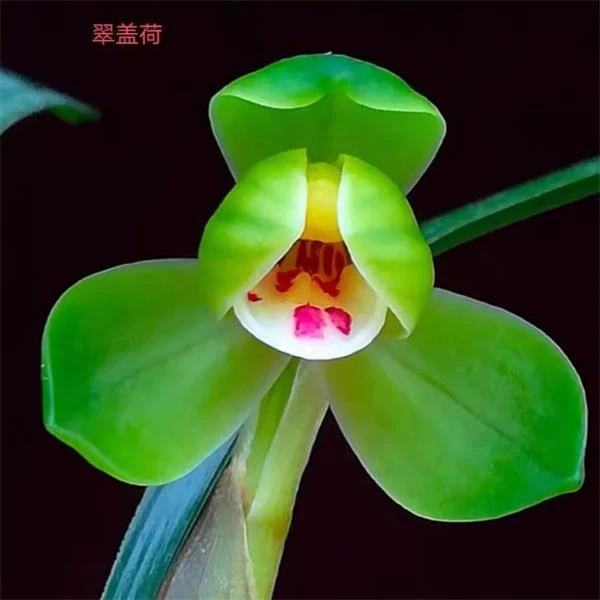 春兰 传统老铭品 翠盖荷 正格荷瓣花浓香矮小 桌面兰花