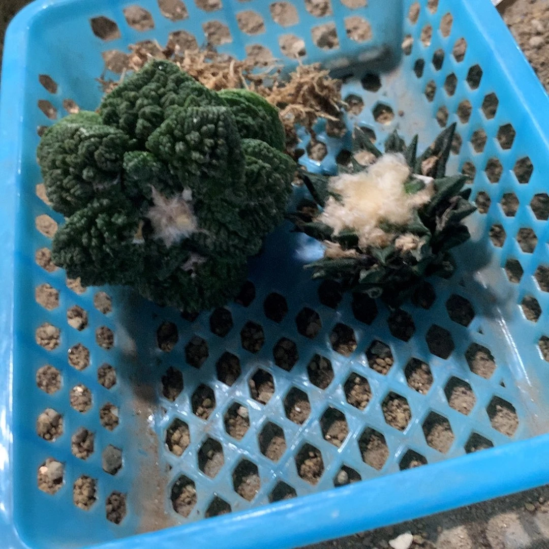 S***o哥斯拉牡丹加龙舌兰牡丹