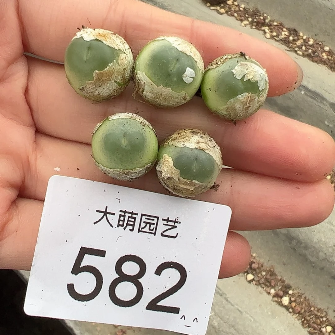 量拍以下1颗大拉登。   582