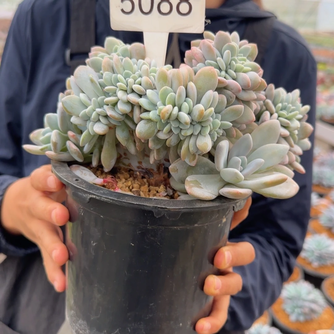 尘****5088。    粉兔缀。