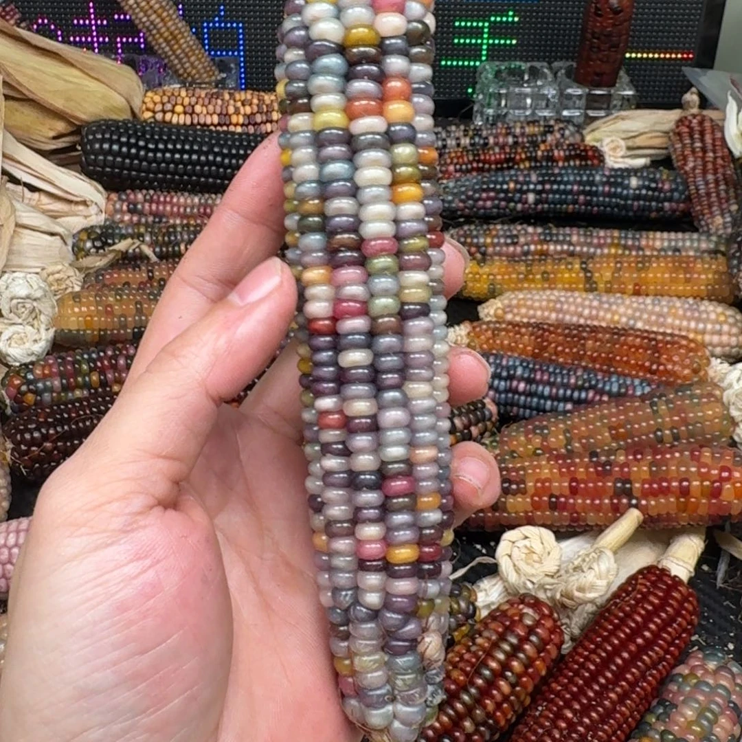 柏香籽/百香籽吊坠番*仔