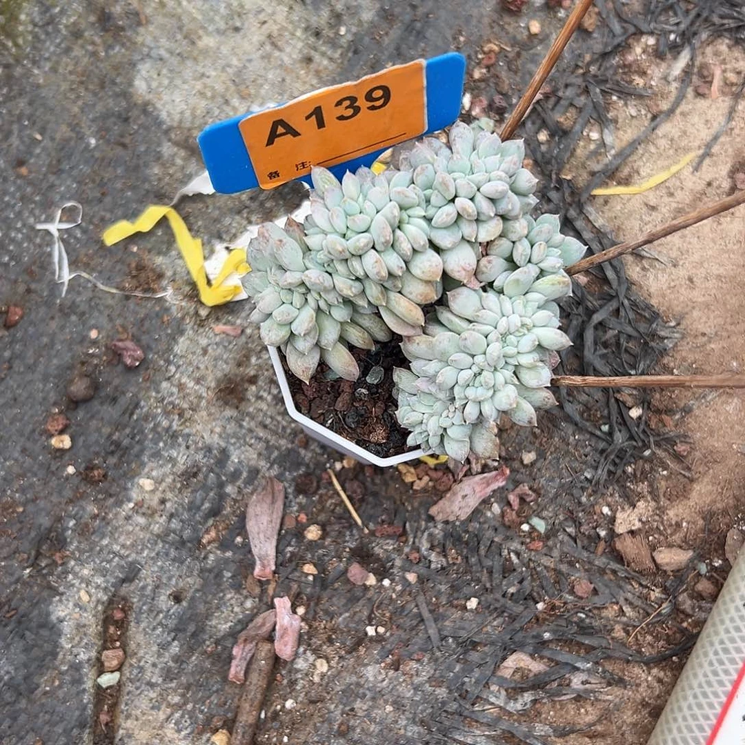 莫***的多肉植物一物一拍