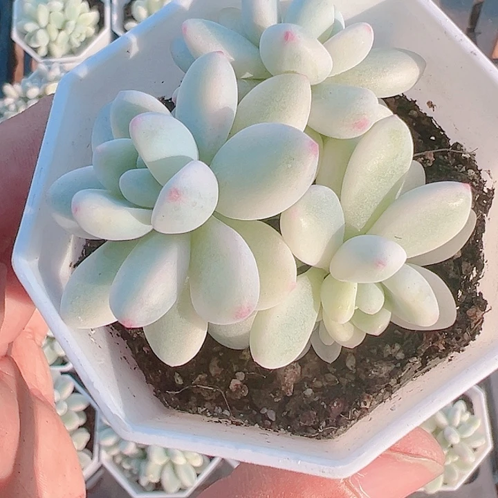 劳尔锦精品多肉植物