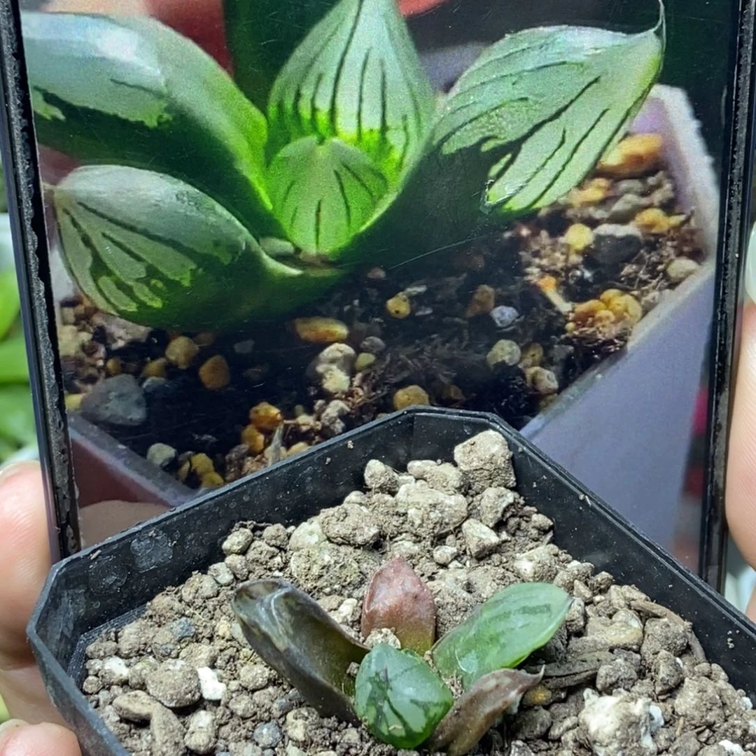 裹般若实生2号一物一拍