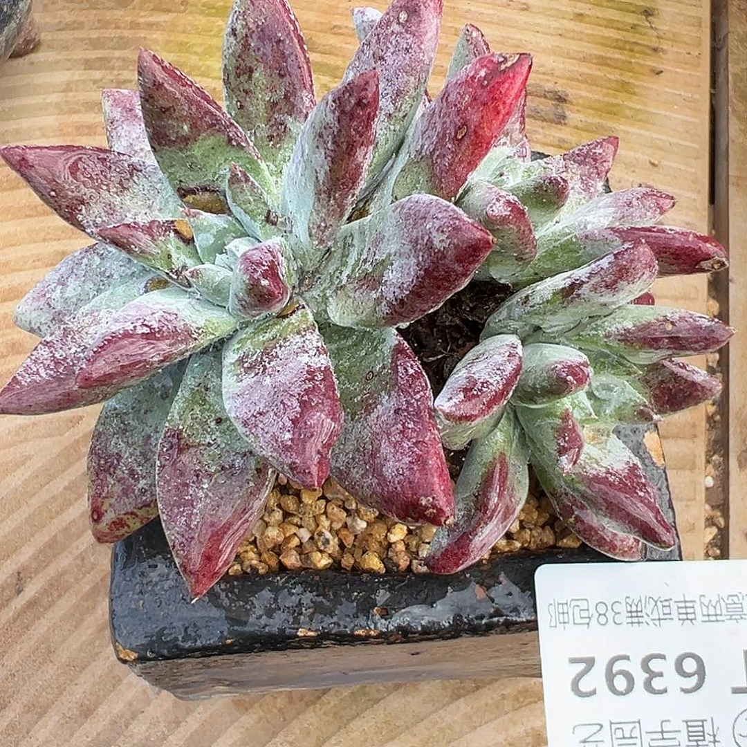 6392流丹海瑟仙女