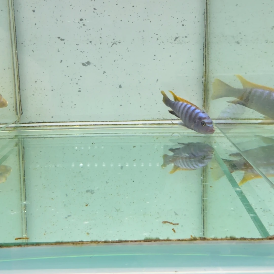 慈鲷1020杰罗焦。