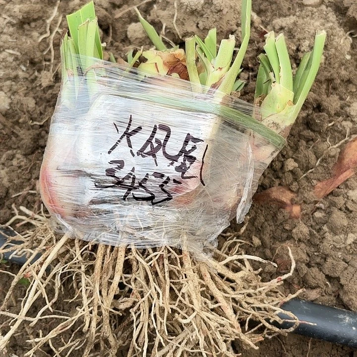 y****n烦凤凰坨坨3455包对版