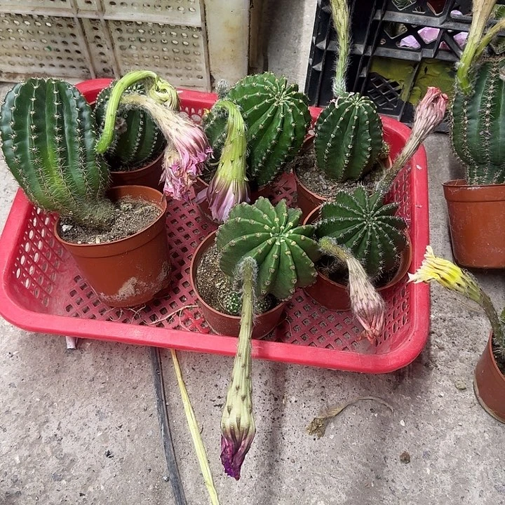 ᰔ****无花朵彩草哈哈哈哈哈哈哈