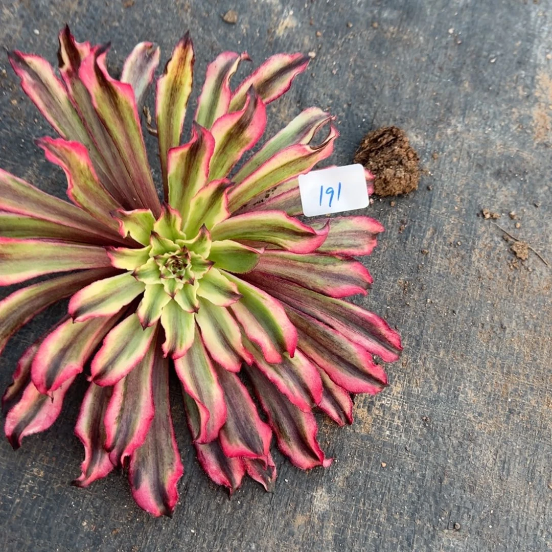 草***丁191昼夜仙无根多肉多肉