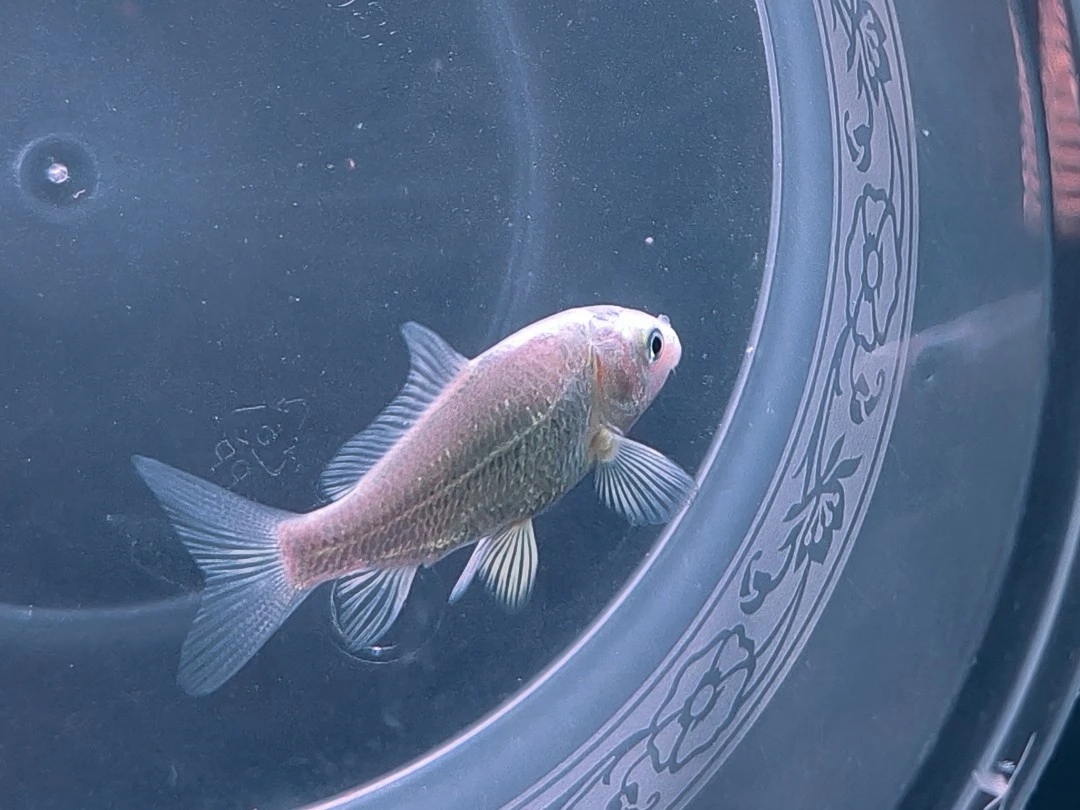 【九鲤精品寸片】普身蝴蝶鲤观赏鱼 圆头圆背