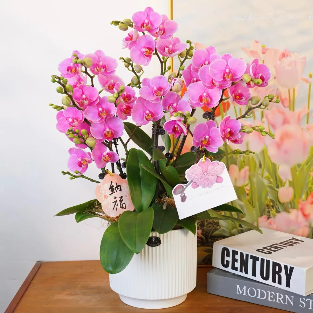 蝴蝶兰【小桃红】带花苞盆栽兰花大苗客厅室内植物花卉四季好养活