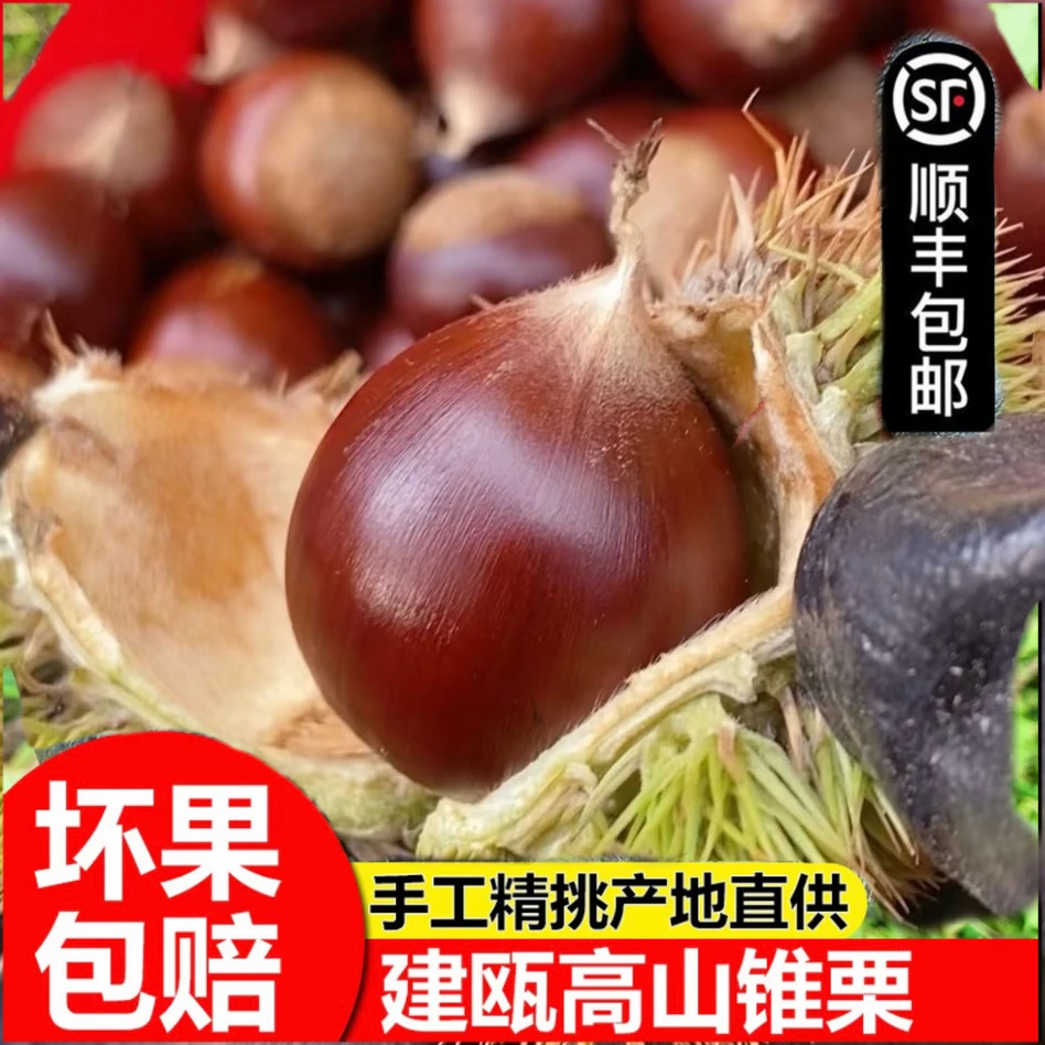2025福建特产现摘建瓯锥栗新鲜生板栗野生毛栗子皮薄香甜粉糯