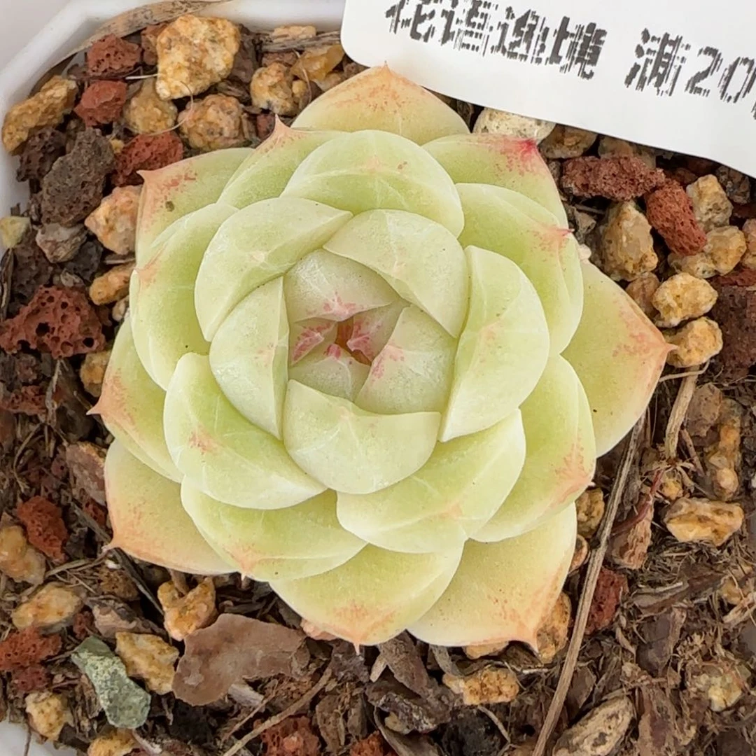 花语逸镜0127-400