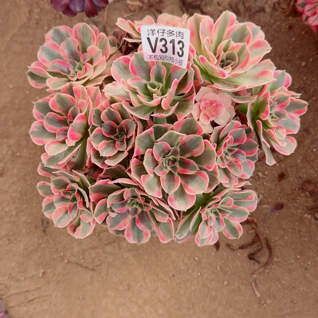 粉女巫法师313冠幅25