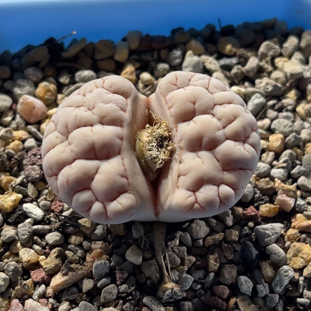 3238蛙哥脑纹189一颗