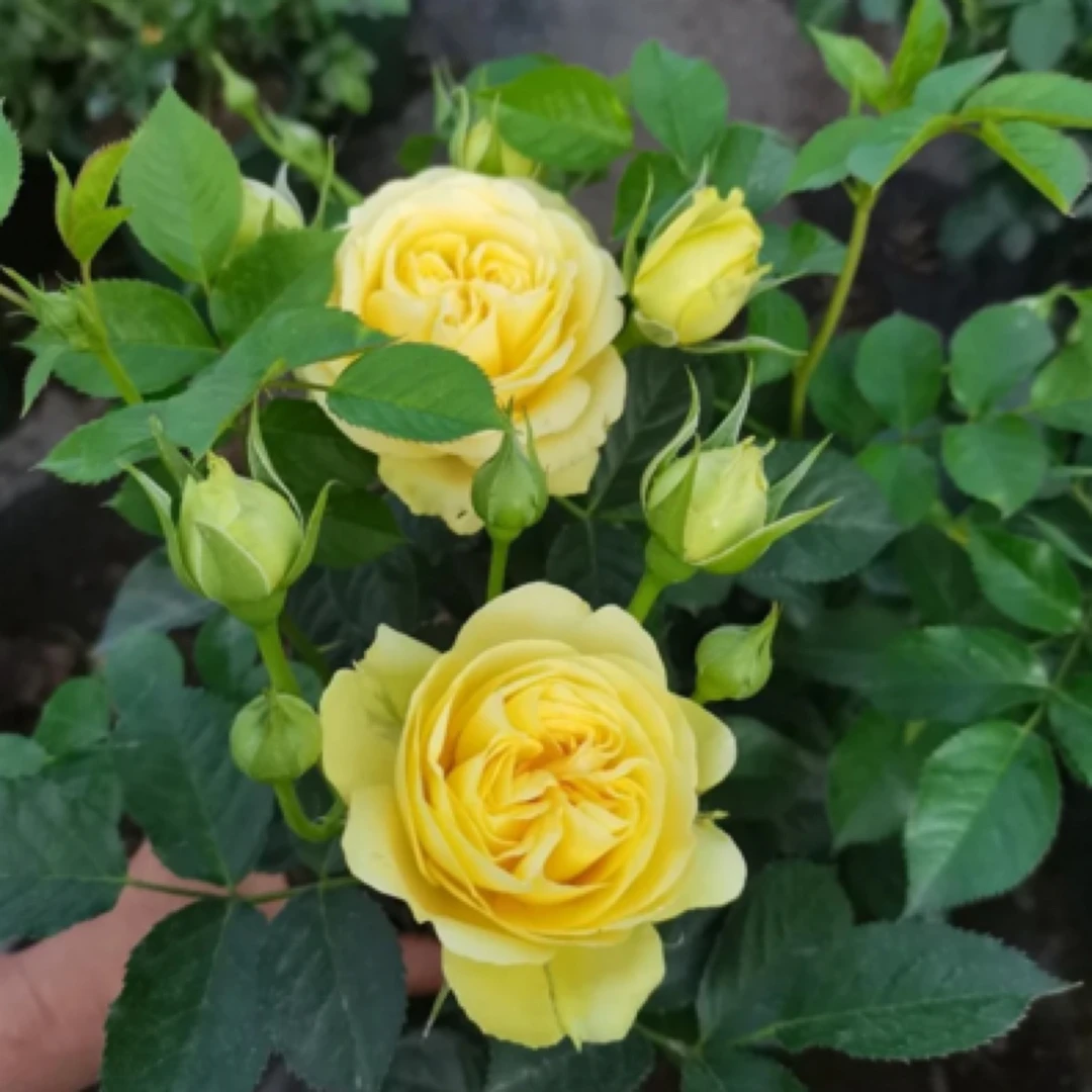 【绿美人】四季开、耐热、小矮子