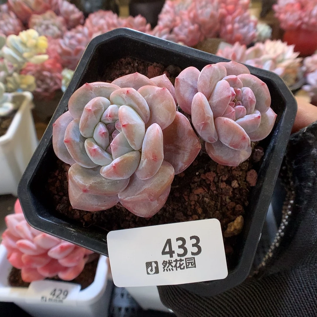 433星影多肉植物6666