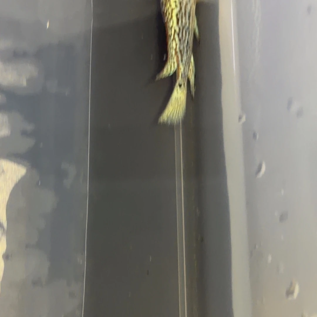 海水鱼马来西亚花罗汉鱼