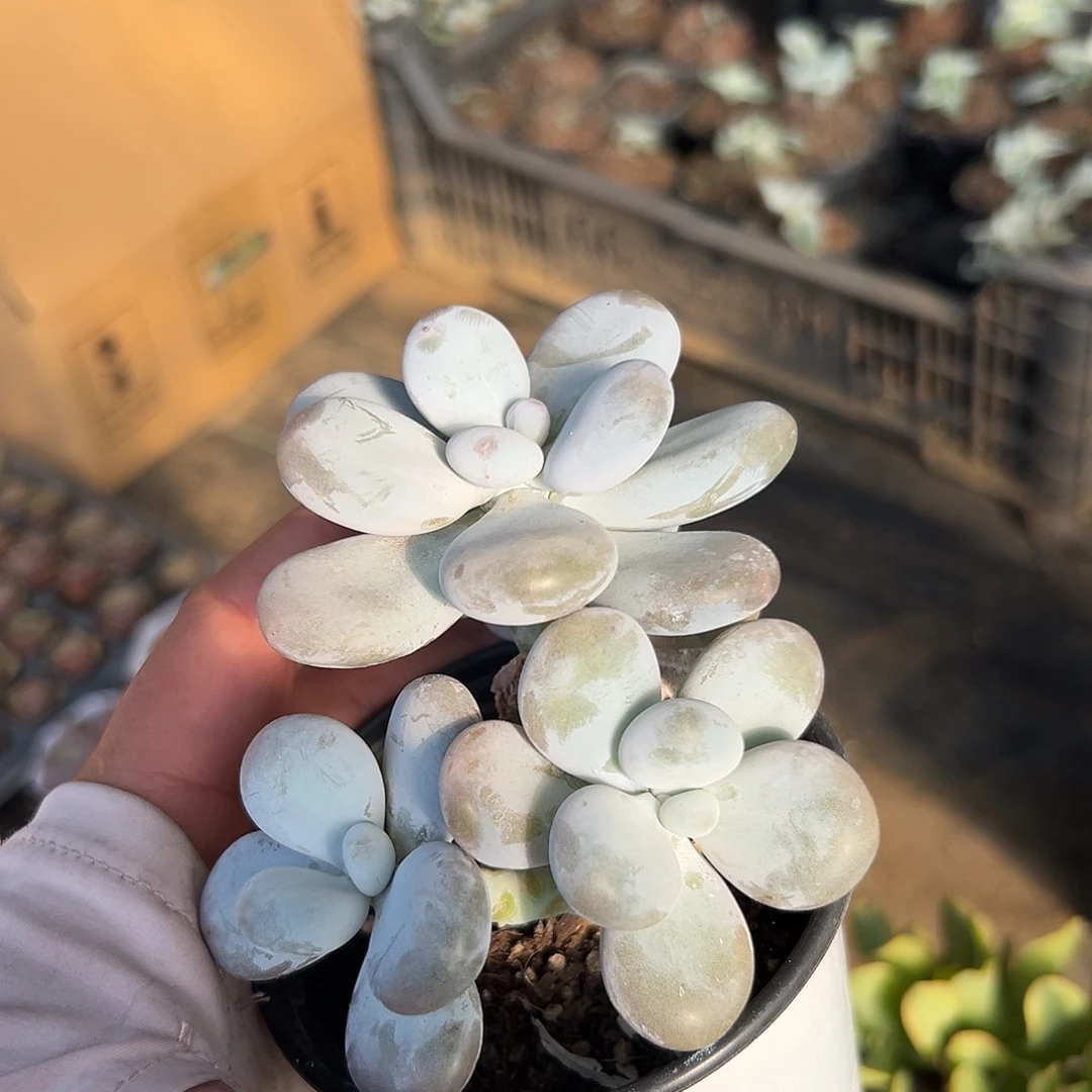多肉植物多肉植物