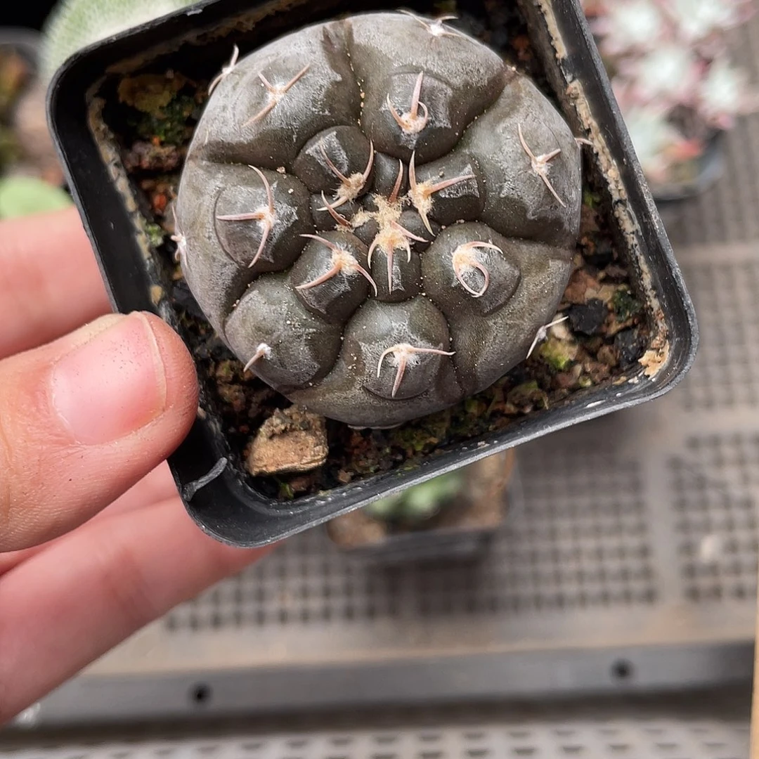 710铅皮（满18元包邮）