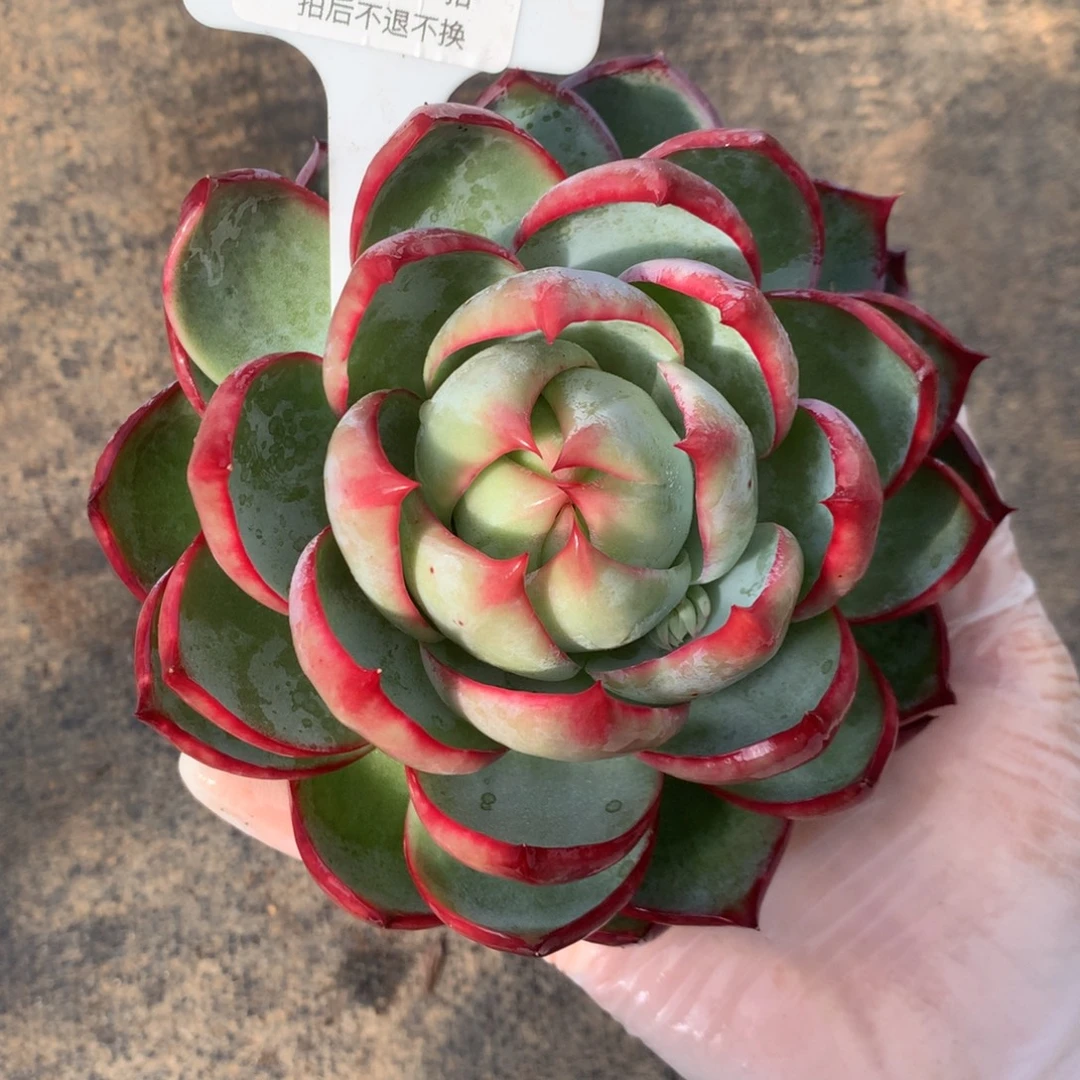 594号多肉植物惊鸿13