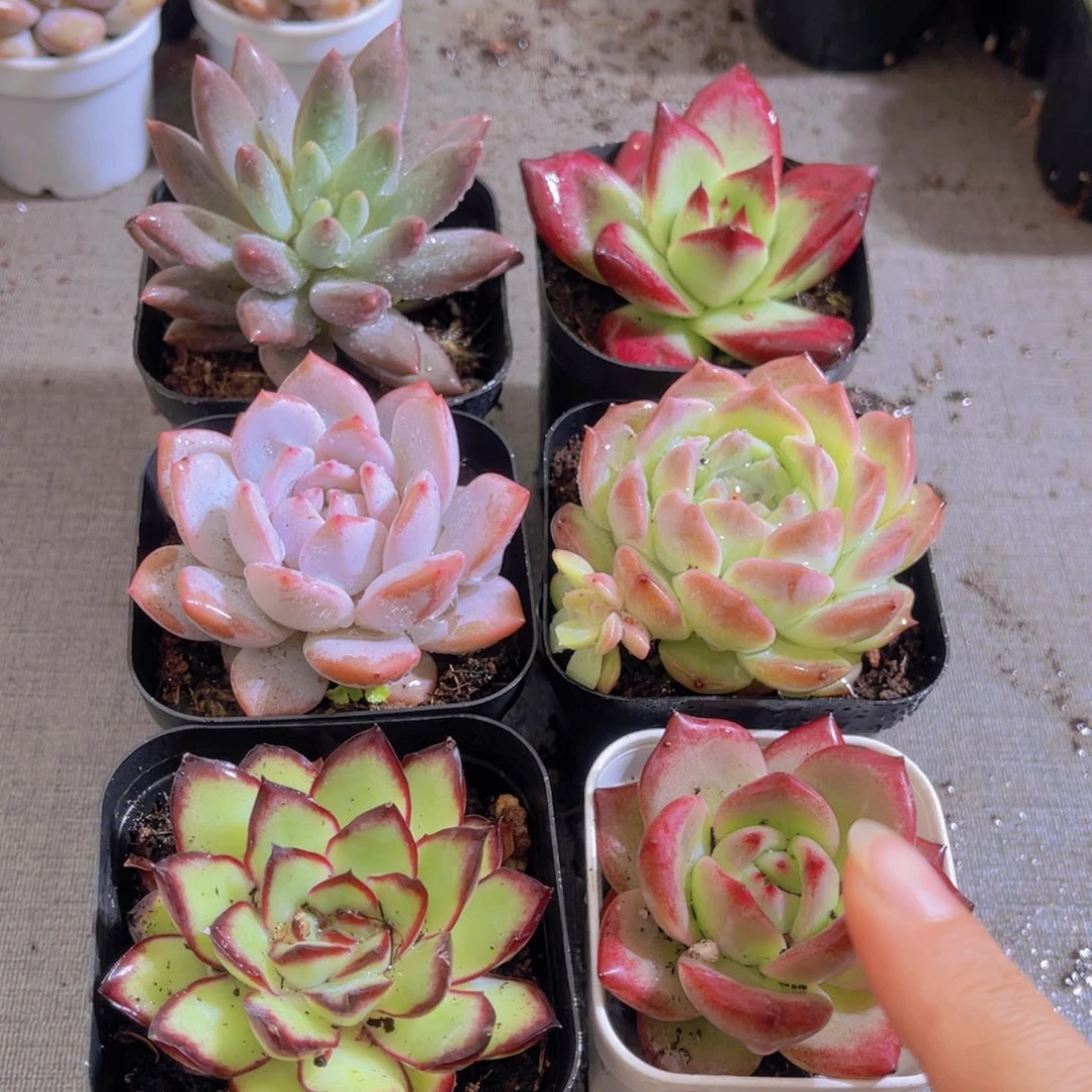 高考顺利套餐带盆土多肉